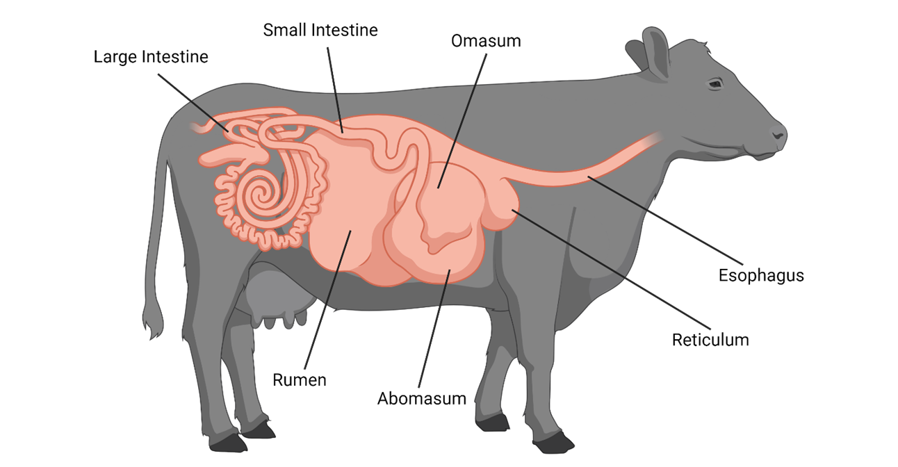 The illustration shows a side view of a cow with a cutaway section highlighting its digestive system in pink. The stomach, intestines, and various parts of the gastrointestinal tract are labeled with black lines extending from each organ. The digestive organs appear in a simplified, schematic form, focusing on the internal layout rather than anatomical detail. 